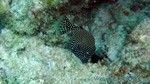 Reethi2011-0765.jpg