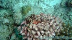 Reethi2011-0767.jpg