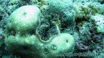 Reethi2011-0768.jpg