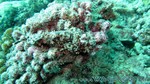 Reethi2011-0769.jpg