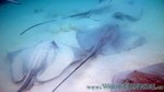 Reethi2011-0780.jpg