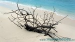 Reethi2011-0805.jpg