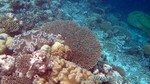 Reethi2011-0818.jpg