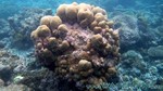 Reethi2011-0820.jpg