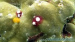 Reethi2011-0825.jpg