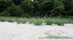Reethi2011-0854.jpg
