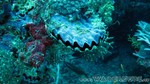 Reethi2011-0867.jpg
