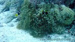 Reethi2011-0873.jpg