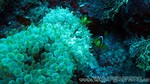 Reethi2011-0878.jpg