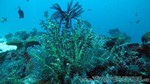 Reethi2011-0880.jpg