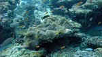 Reethi2011-0886.jpg