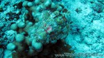 Reethi2011-0890.jpg
