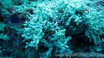 Reethi2011-0892.jpg