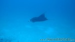 Reethi2011-0902.jpg