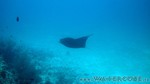 Reethi2011-0905.jpg