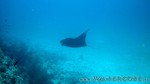 Reethi2011-0906.jpg