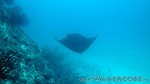 Reethi2011-0909.jpg