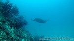 Reethi2011-0910.jpg