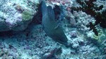 Reethi2011-0911.jpg