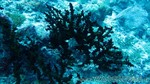 Reethi2011-0912.jpg