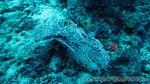 Reethi2011-0914.jpg