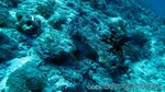 Reethi2011-0916.jpg