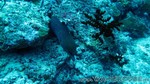 Reethi2011-0917.jpg