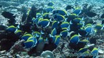 Reethi2011-0956.jpg