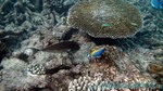 Reethi2011-0992.jpg