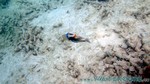 Reethi2011-0995.jpg