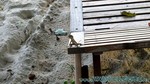 Reethi2011-1009.jpg