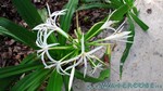 Reethi2011-1034.jpg