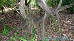 Reethi2011-1036.jpg