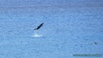 Hawaii-2012-175.jpg