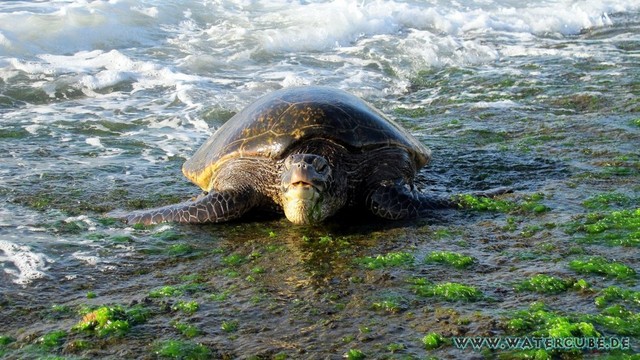 Hawaii-2012-191.jpg