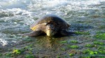Hawaii-2012-191.jpg