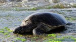 Hawaii-2012-192.jpg