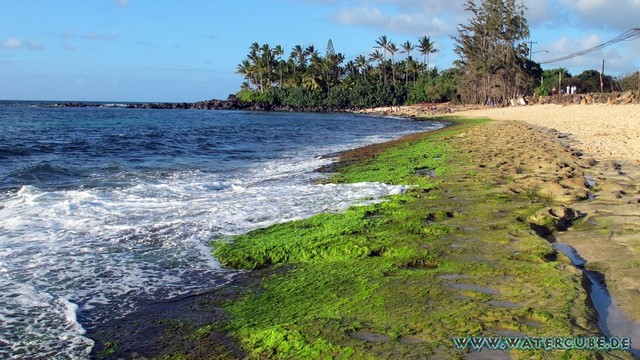Hawaii-2012-193.jpg