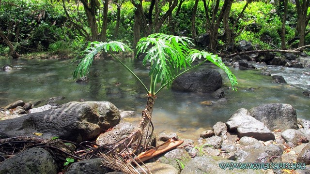 Hawaii-2012-214.jpg