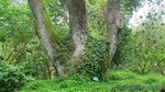 Hawaii-2012-217.jpg