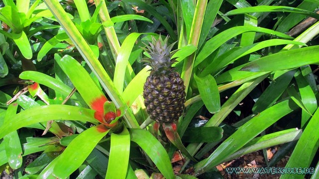 Hawaii-2012-223.jpg