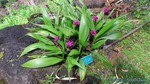 Hawaii-2012-227.jpg