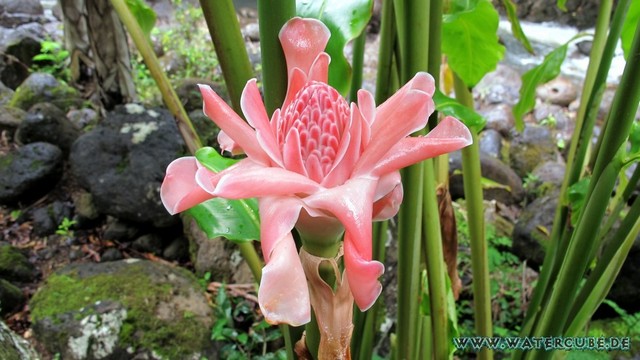 Hawaii-2012-237.jpg