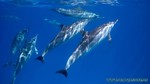 Hawaii-2012-314.jpg