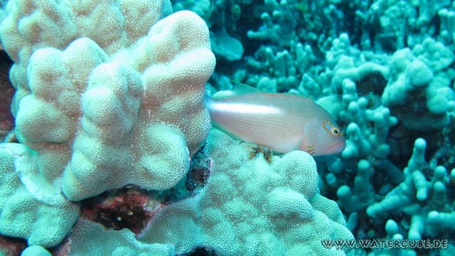 Hawaii-2012-388.jpg