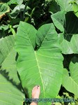 Hawaii-2012-491.jpg