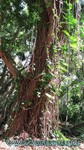 Hawaii-2012-505.jpg