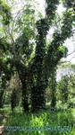 Hawaii-2012-506.jpg
