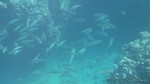 Hawaii-2012-520.jpg