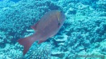 Hawaii-2012-560.jpg